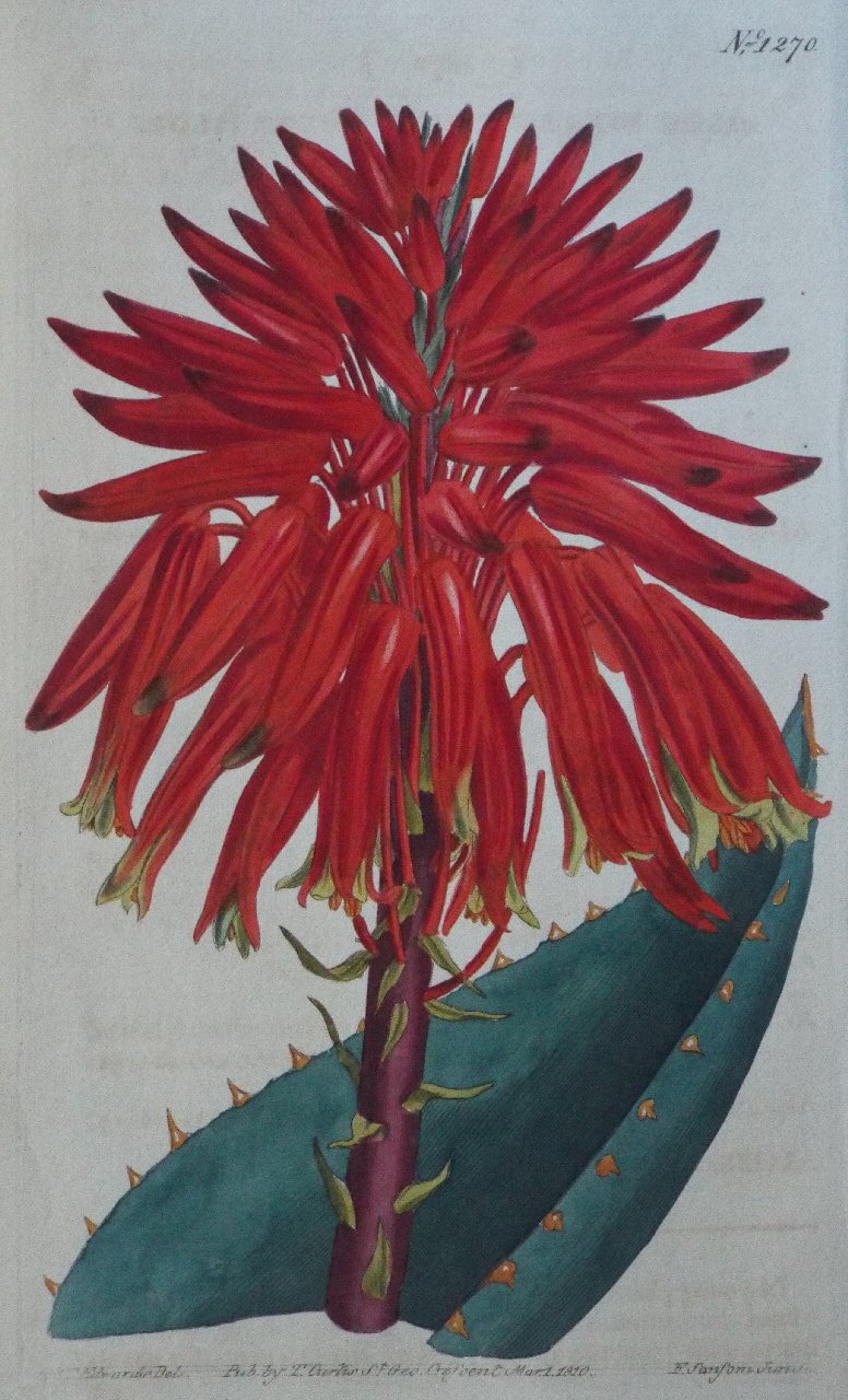 Print - No. 1270 (Aloe Mitraeformis. Mitre Aloe.) - Sansom
